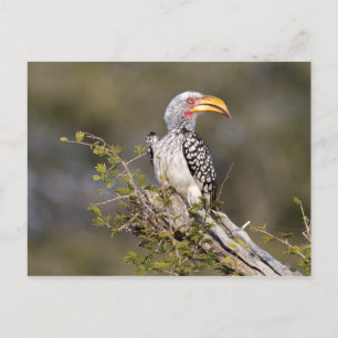 Carte Postale Calamar à bec jaune
