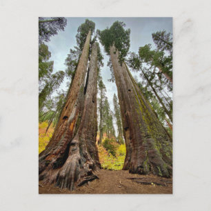 Carte Postale Calaveras Big Trees State Park, Californie