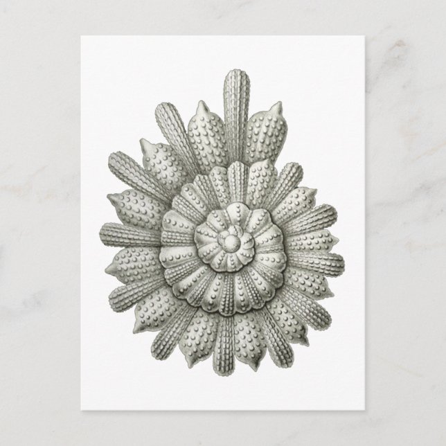 Carte Postale Calcarina clavigera Ernst Haeckel Beaux-Arts (Devant)