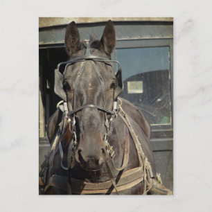Carte Postale Calèche Amish Cheval Kalona, Iowa