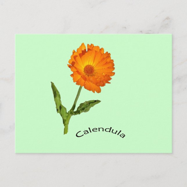 Carte postale - Calendula avec Étiquette (Devant)