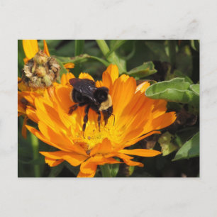 Carte postale - Calendula et Bee