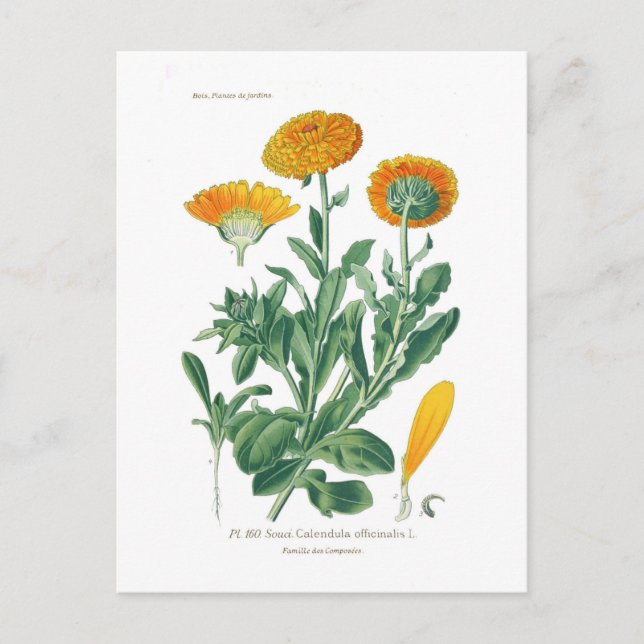 Carte Postale Calendula officinalis (Pot marigold) (Devant)