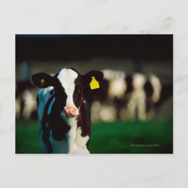 Carte Postale Calf Holstein-Friesian (Devant)