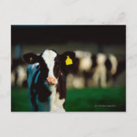 Calf Holstein-Friesian