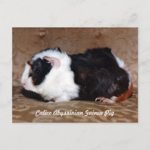 Carte Postale Calico Abyssinian