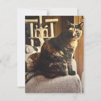 Carte Postale Calico Cat