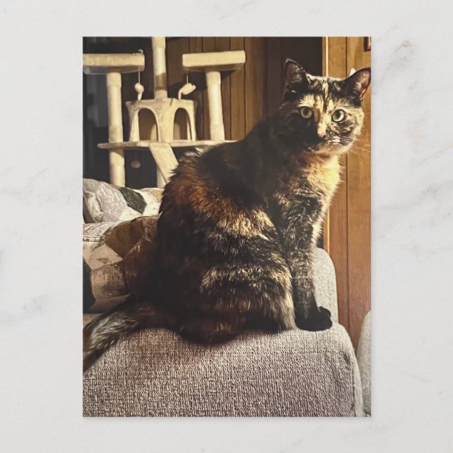 Carte Postale Calico Cat (Devant)