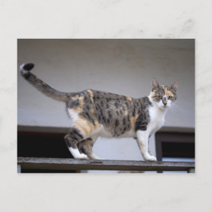 Carte Postale Calico Cat au balcon