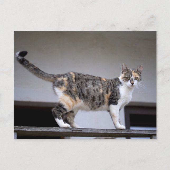 Carte Postale Calico Cat au balcon (Devant)