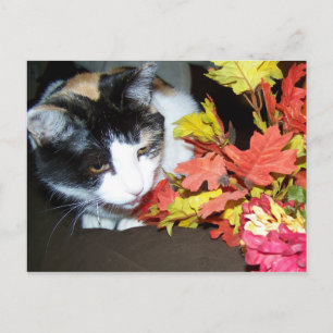 Carte postale Calico Cat Automne