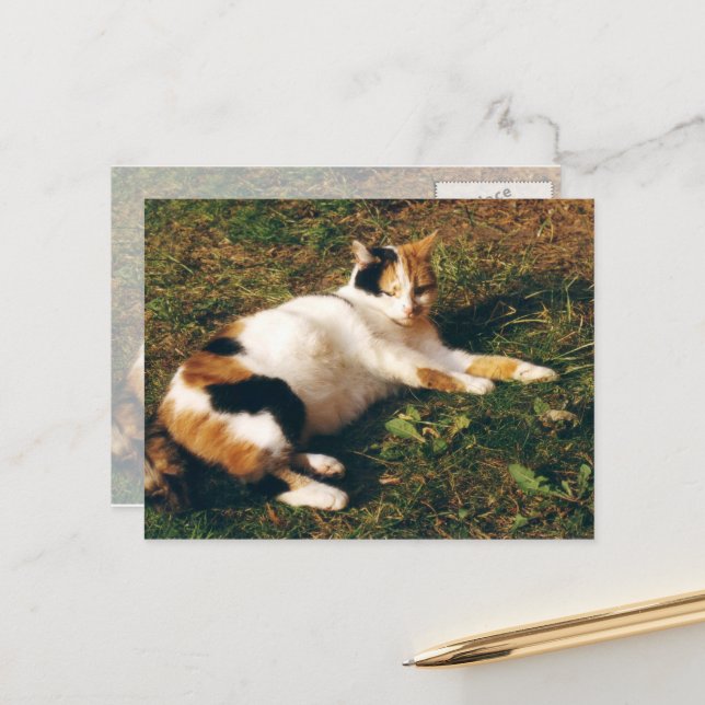 Carte Postale Calico chat allongé sur l'herbe (Devant/Arrière en situation)