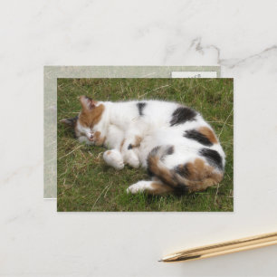 Carte Postale Calico chat allongé sur l'herbe
