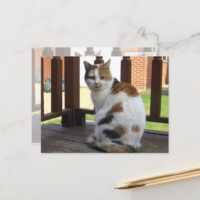 Carte Postale Calico chat assis sur la terrasse (Devant/Arrière en situation)