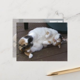 Carte Postale Calico chat serré sur le pont