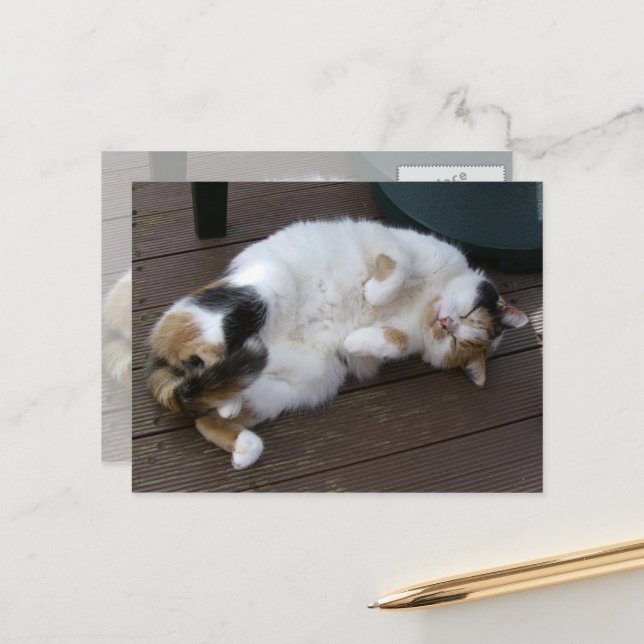 Carte Postale Calico chat serré sur le pont (Devant/Arrière en situation)
