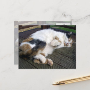 Carte Postale Calico chat serré sur le pont