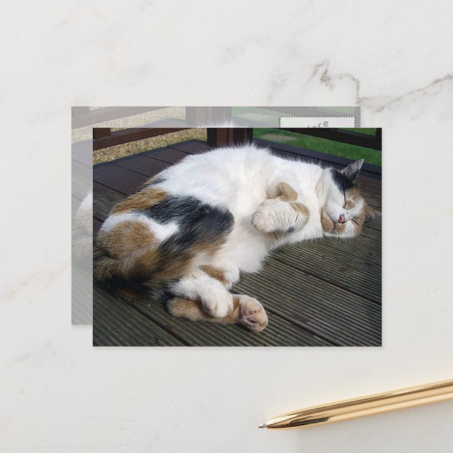 Carte Postale Calico chat serré sur le pont (Devant/Arrière en situation)