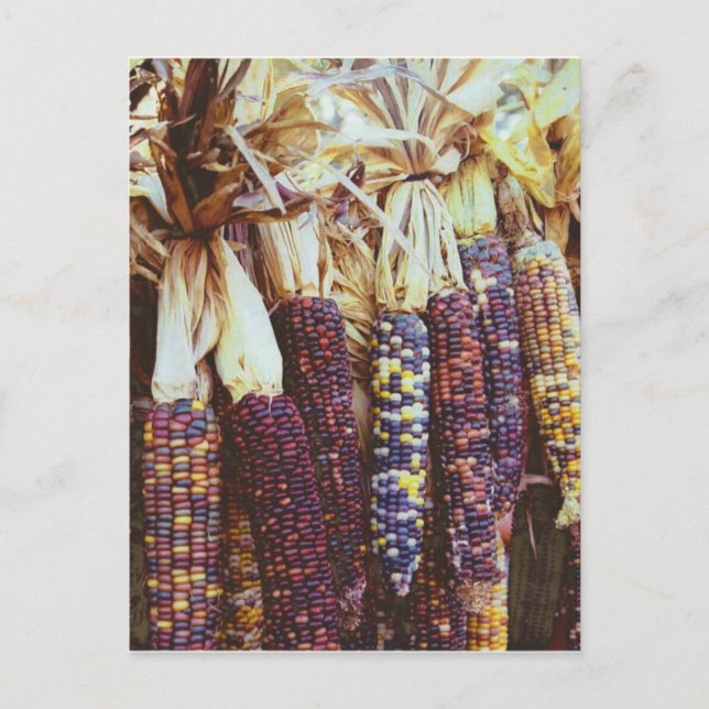 Carte Postale Calico Corn (Devant)