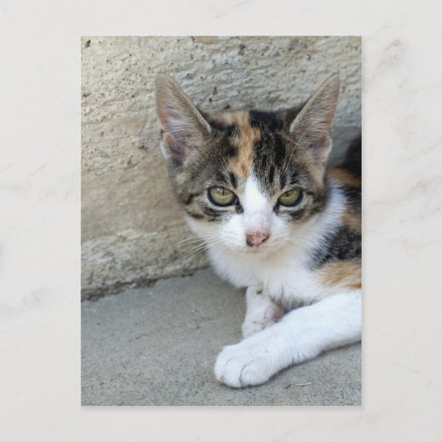 Carte Postale Calico Kitten (Devant)