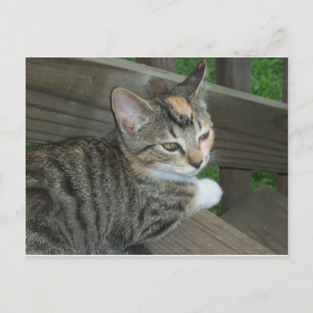 Carte Postale Calico Kitten, 1 (Devant)