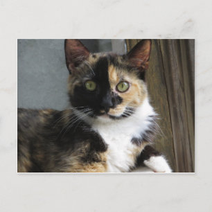 Carte Postale Calico Tortoise