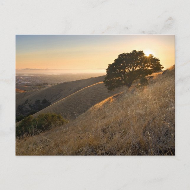 Carte postale California East Bay Hills en été (Devant)