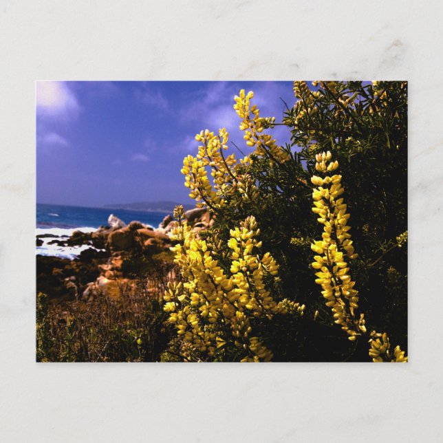 Carte postale California Floral Coast (Devant)