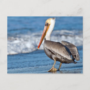Carte Postale California Pelican on the Beach