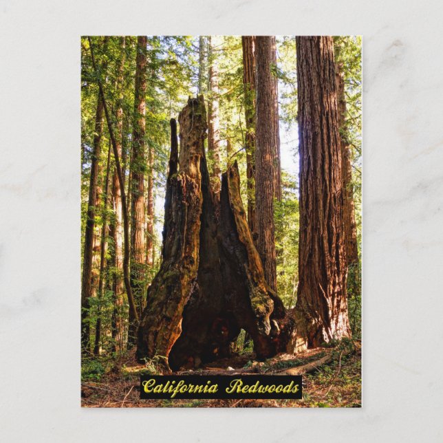 Carte postale California Redwoods (Devant)