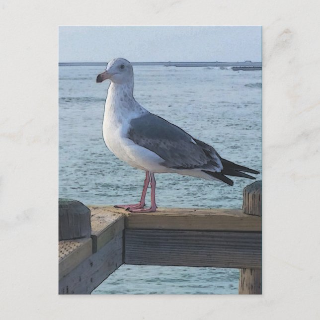 Carte postale California Seagull (Devant)
