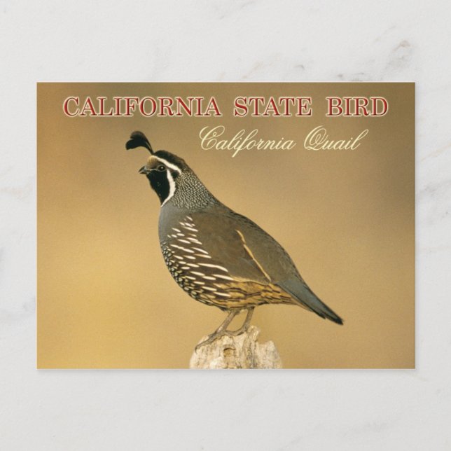 Carte Postale California State Bird - Californie Quail (Devant)