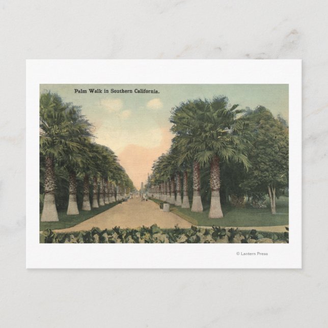 Carte Postale CaliforniaPalms Allong Road (Devant)