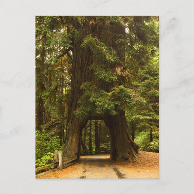 Carte Postale Californie | Arborescence de troncs de lecteurs Re (Devant)
