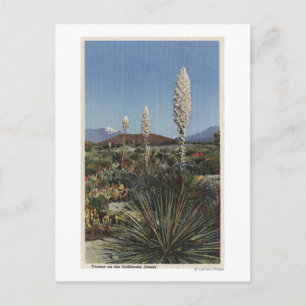 Carte Postale Californie Cactus du Yucca en fleurs dans le déser