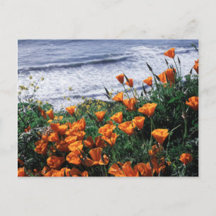 Carte Postale Californie, côte de Big Sur, pavot de Californie