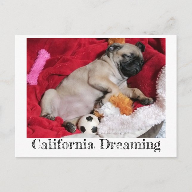 Carte Postale Californie Dreaming Peanut le Carlin (Devant)
