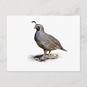 CARTE POSTALE CALIFORNIE QUAIL