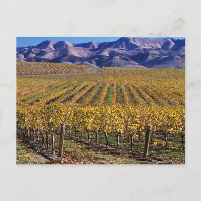 Carte Postale Californie, San Luis Obispo Comté, Edna Valley (Devant)