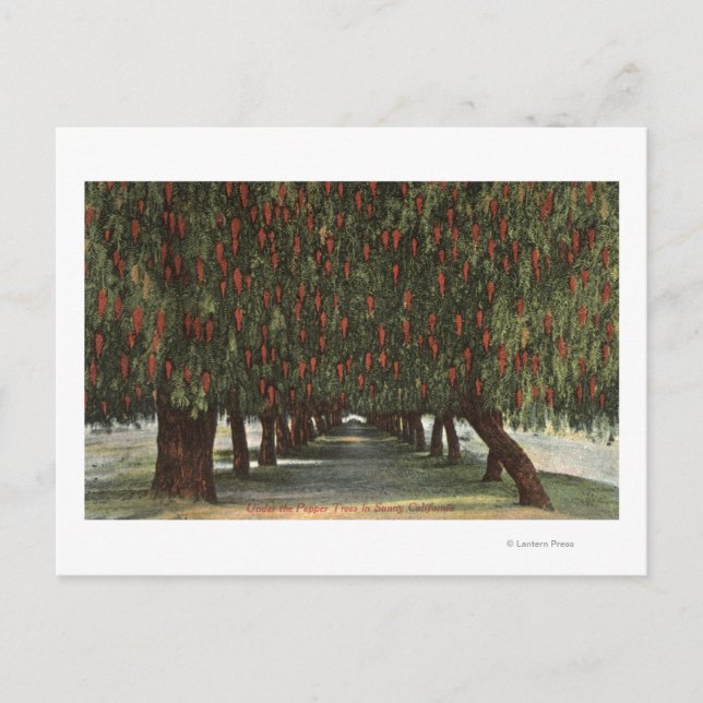 Carte Postale CalifornieGroves de poivriers (Devant)