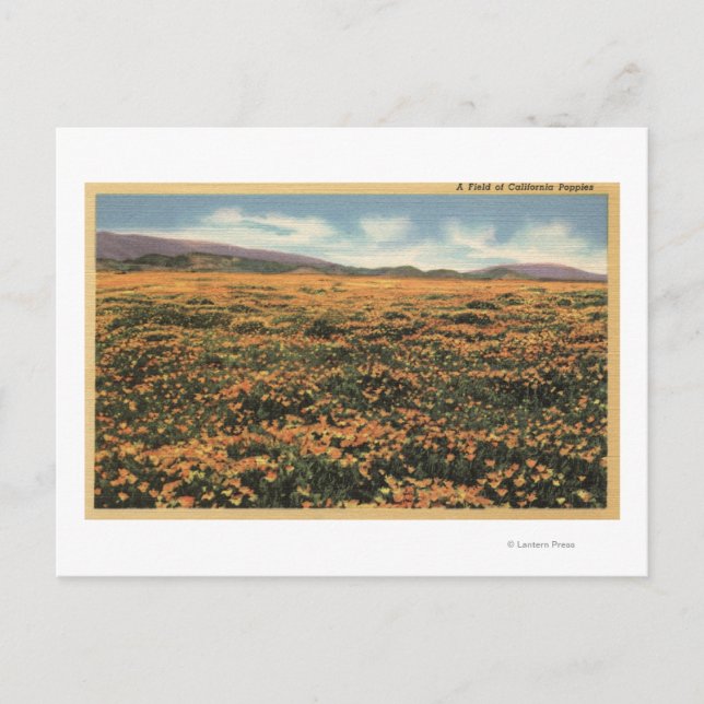 Carte Postale CalifornieUn champ de pavots californiens (Devant)