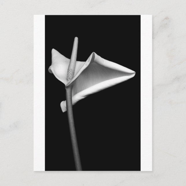 Carte Postale Calla #5 (Devant)