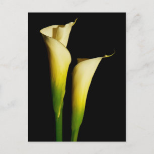 Carte Postale Calla Lilis