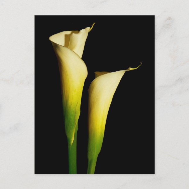 Carte Postale Calla Lilis (Devant)