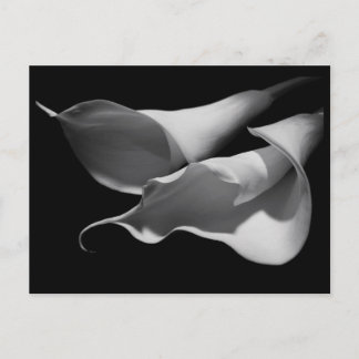 Carte Postale Calla Lilis