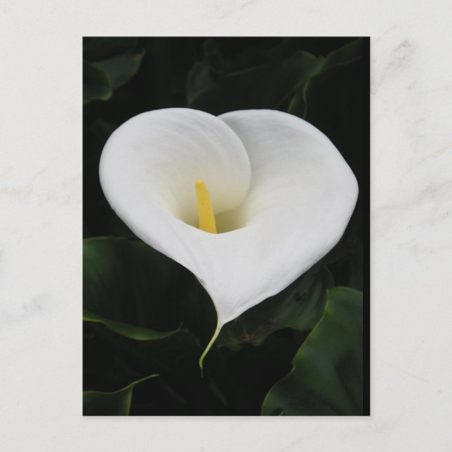 Carte Postale Calla Lilly (Devant)