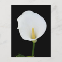 Carte postale Calla Lily