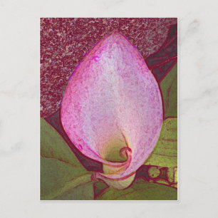 Carte Postale Calla Lily