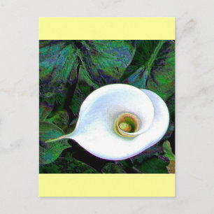 Carte Postale Calla Lily 2011