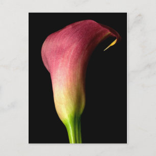 Carte Postale Calla Lily rose